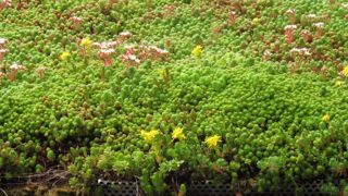 Sedum sur toiture végétalisée ©Valérie Vidril